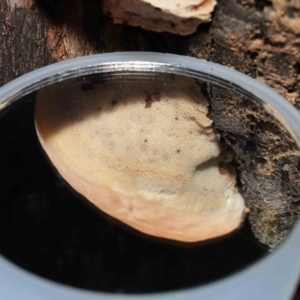 zz Polypore (shelf/hoof-like) at Acton, ACT - 8 Jun 2021