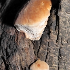 zz Polypore (shelf/hoof-like) at Acton, ACT - 8 Jun 2021