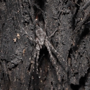 Tamopsis fickerti at Acton, ACT - suppressed