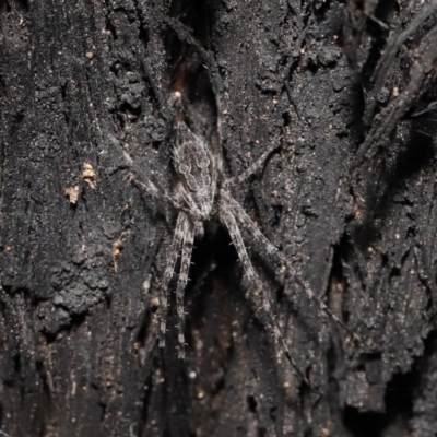 Tamopsis fickerti (Two-tailed spider) at Acton, ACT - 8 Jun 2021 by TimL