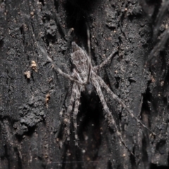 Tamopsis fickerti at Acton, ACT - suppressed