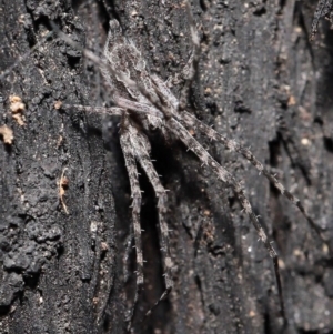 Tamopsis fickerti at Acton, ACT - suppressed