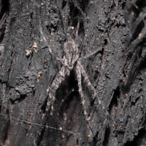 Tamopsis fickerti at Acton, ACT - suppressed