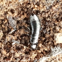 Anisolabididae (family) (Unidentified wingless earwig) at Mitchell, ACT - 9 Jun 2021 by trevorpreston