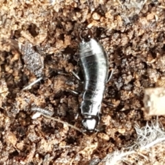 Anisolabididae (family) (Unidentified wingless earwig) at Crace Grasslands - 9 Jun 2021 by tpreston