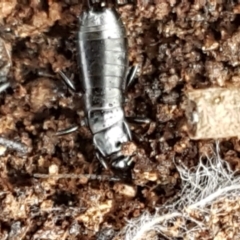 Anisolabididae (family) at Mitchell, ACT - 9 Jun 2021