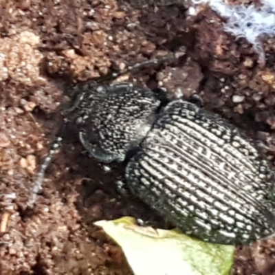 Adelium porcatum (Darkling Beetle) at Crace Grasslands - 9 Jun 2021 by tpreston