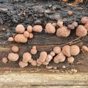 Hypoxylon howeianum at Mitchell, ACT - 9 Jun 2021