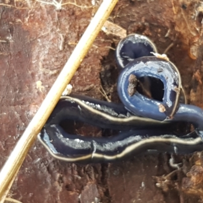 Caenoplana coerulea (Blue Planarian, Blue Garden Flatworm) at Crace Grasslands - 9 Jun 2021 by trevorpreston