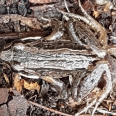 Limnodynastes peronii (Brown-striped Frog) at Mitchell, ACT - 9 Jun 2021 by tpreston