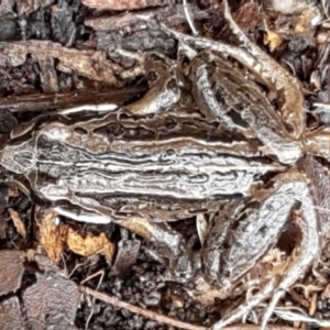 Limnodynastes peronii at Mitchell, ACT - 9 Jun 2021