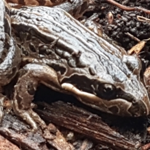 Limnodynastes peronii at Mitchell, ACT - 9 Jun 2021