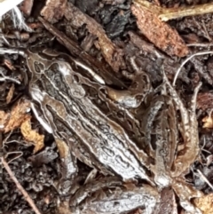 Limnodynastes peronii at Mitchell, ACT - 9 Jun 2021