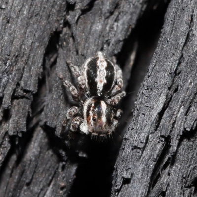 Euophryinae sp. (Mr Stripey) undescribed (Mr Stripey) at Downer, ACT - 8 Jun 2021 by TimL