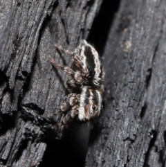 Euophryinae sp. (Mr Stripey) undescribed at Downer, ACT - 8 Jun 2021