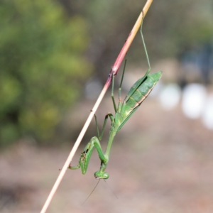 Pseudomantis albofimbriata at O'Connor, ACT - 23 May 2021