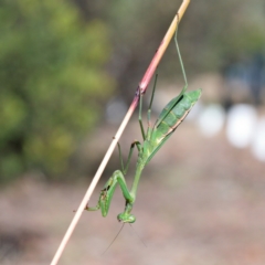 Pseudomantis albofimbriata (False garden mantis) at O'Connor, ACT - 23 May 2021 by ConBoekel