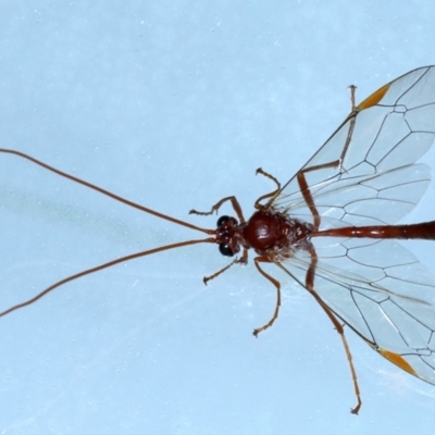 Megaceria pagana (Ctenopelmatinae parasitic wasp) at Ainslie, ACT - 7 Jun 2021 by jbromilow50