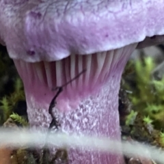 zz agaric (stem; gills not white/cream) at McQuoids Hill - 8 Jun 2021 by RangerJim