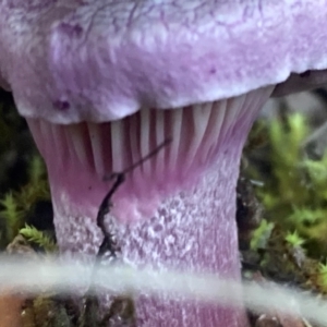 zz agaric (stem; gills not white/cream) at Tuggeranong DC, ACT - 8 Jun 2021