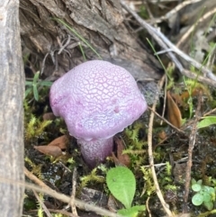 zz agaric (stem; gills not white/cream) at Tuggeranong DC, ACT - 8 Jun 2021