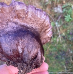 Calvatia cyathiformis at Cooleman Ridge - 9 Jun 2021 by RangerJim