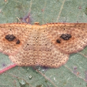 Epicyme rubropunctaria at Holt, ACT - 9 Jun 2021