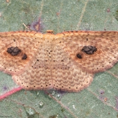 Epicyme rubropunctaria (Red-spotted Delicate) at Holt, ACT - 9 Jun 2021 by Roger