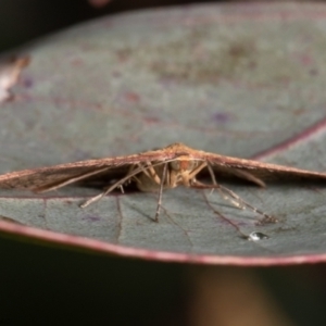 Epicyme rubropunctaria at Holt, ACT - 9 Jun 2021