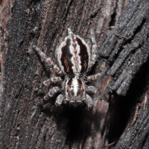 Euophryinae sp. (Mr Stripey) undescribed at Acton, ACT - 8 Jun 2021