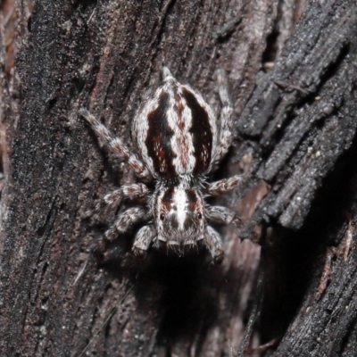 Euophryinae sp. (Mr Stripey) undescribed (Mr Stripey) at Acton, ACT - 8 Jun 2021 by TimL