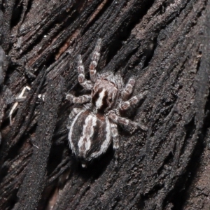 Euophryinae sp. (Mr Stripey) undescribed at Acton, ACT - suppressed