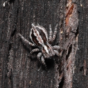 Euophryinae sp. (Mr Stripey) undescribed at Acton, ACT - suppressed