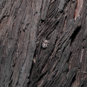 Euophryinae sp. (Mr Stripey) undescribed at Acton, ACT - suppressed