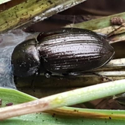 Adelium brevicorne (Bronzed field beetle) at Denman Prospect, ACT - 9 Jun 2021 by trevorpreston