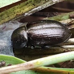 Adelium brevicorne at Molonglo River Reserve - 9 Jun 2021