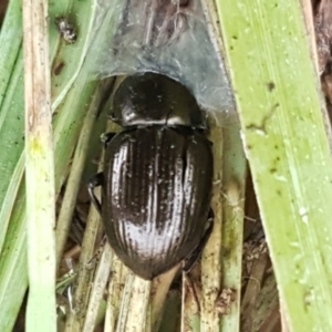 Adelium brevicorne at Molonglo River Reserve - 9 Jun 2021