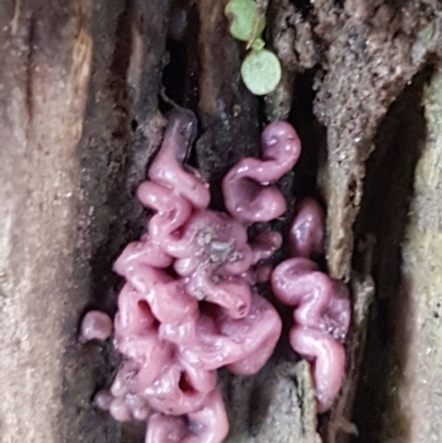 Ascocoryne sarcoides (Purple Jellydisc) at Denman Prospect, ACT - 9 Jun 2021 by tpreston