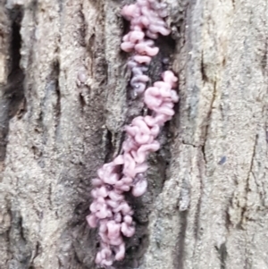 Ascocoryne sarcoides at Molonglo River Reserve - 9 Jun 2021