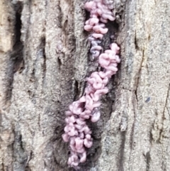 Ascocoryne sarcoides at Molonglo River Reserve - 9 Jun 2021