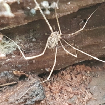 Opiliones (order) (Unidentified harvestman) at Denman Prospect, ACT - 9 Jun 2021 by trevorpreston