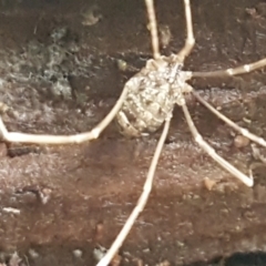 Opiliones (order) at Molonglo River Reserve - 9 Jun 2021