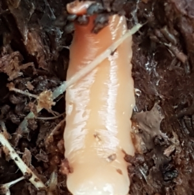 Australoplana alba (A flatworm) at Denman Prospect, ACT - 9 Jun 2021 by tpreston