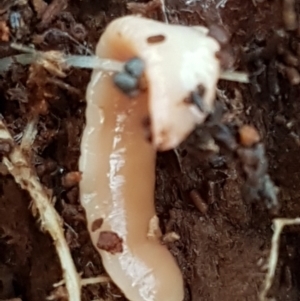 Australoplana alba at Molonglo River Reserve - 9 Jun 2021