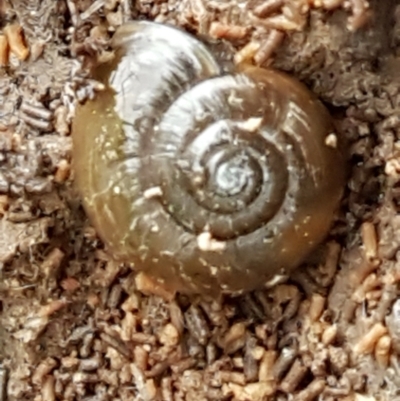 Oxychilus cellarius (Cellar Snail) at Denman Prospect, ACT - 9 Jun 2021 by tpreston