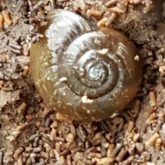 Oxychilus cellarius (Cellar Snail) at Molonglo River Park - 9 Jun 2021 by tpreston