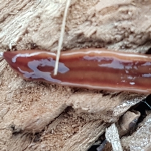 Anzoplana trilineata at Molonglo River Reserve - 9 Jun 2021 04:07 PM