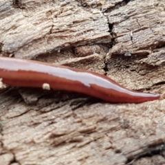 Anzoplana trilineata at Molonglo River Reserve - 9 Jun 2021 04:07 PM