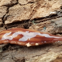 Anzoplana trilineata at Molonglo River Reserve - 9 Jun 2021 04:07 PM