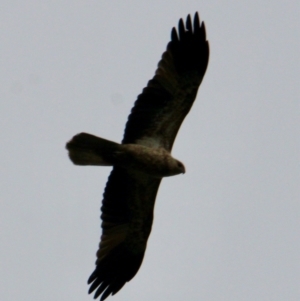 Haliastur sphenurus at Springdale Heights, NSW - 9 Jun 2021